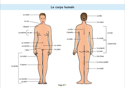 Le français des médecins. Planches Anatomiques