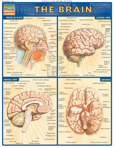 Brain by Inc. BarCharts