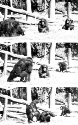 Chimpanzee Politics: Power and Sex among Apes
