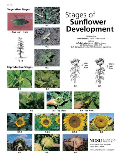 Stages of Sunflower Development