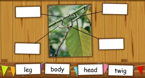 Project X: Animal Magic: Activities