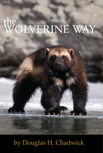 The wolverine way