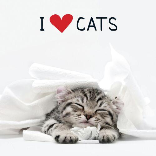 I love cats