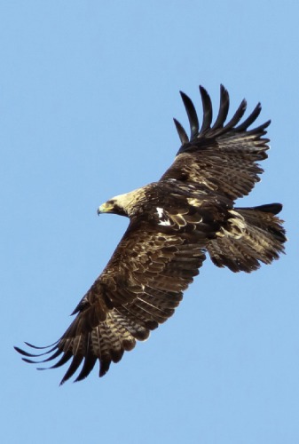 Солнечный орел (Aquila heliaca) -- природный символ Ульяновской области