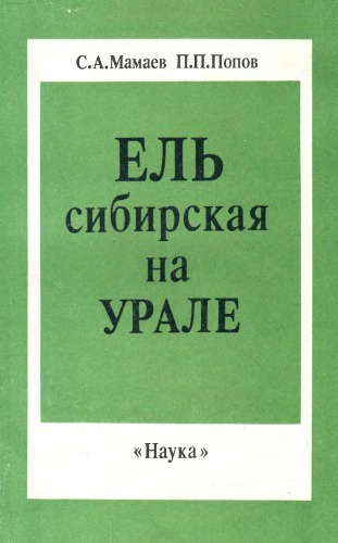 Ель сибирская на Урале