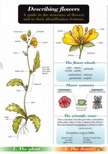 Describing Flowers A guide to the structure of flowers and to their identification features