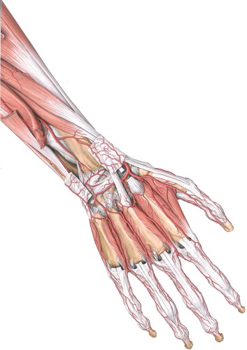 Prometheus Anatomi Atlası - Cilt 1