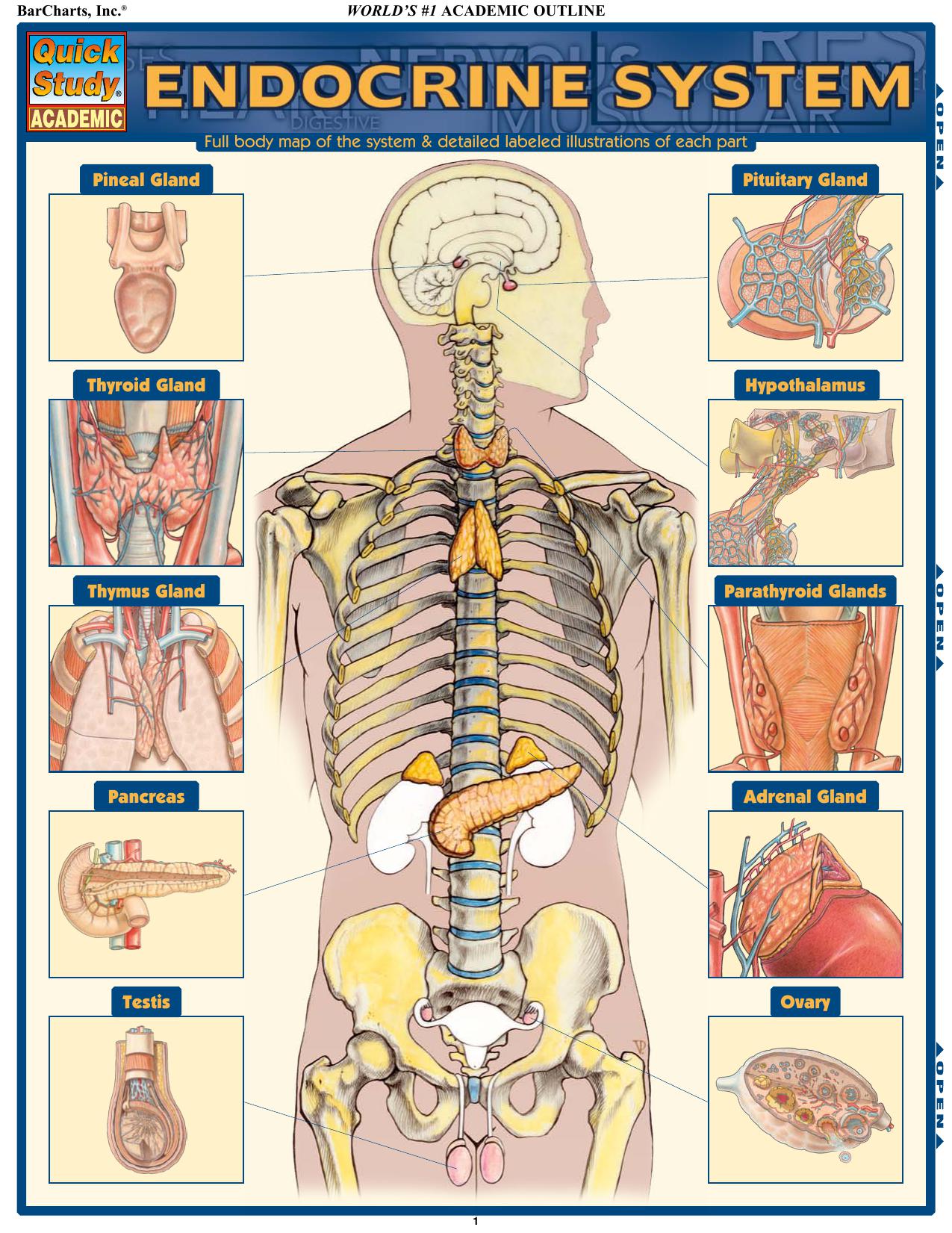 Endocrine System