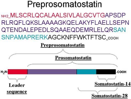 Somatostatin