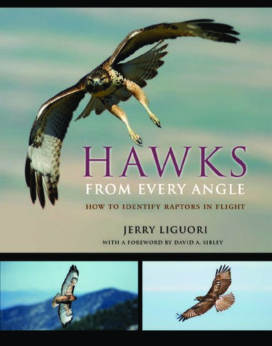 Hawks from Every Angle: How to Identify Raptors in Flight