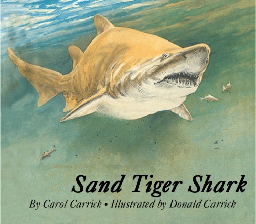 Sand tiger shark