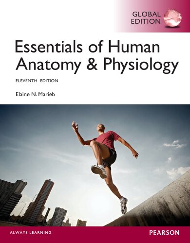 Essentials of Human Anatomy & Physiology