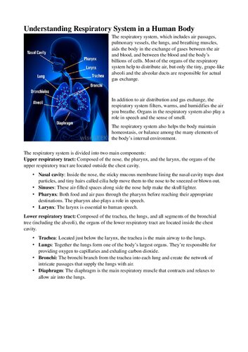 Understanding Respiratory System in a Human Body