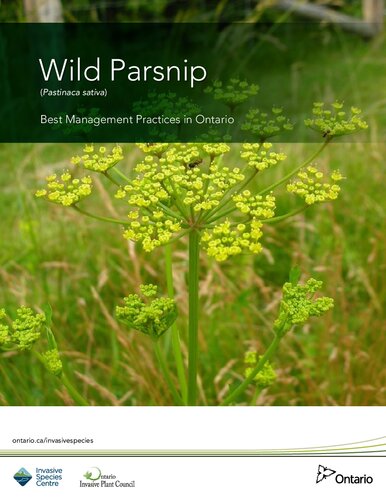 Wild parsnip (Pastinaca sativa)