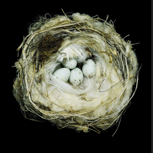 Nests: Fifty Nests and the Birds that Built Them