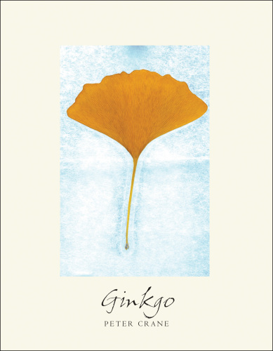 Ginkgo: the tree that time forgot