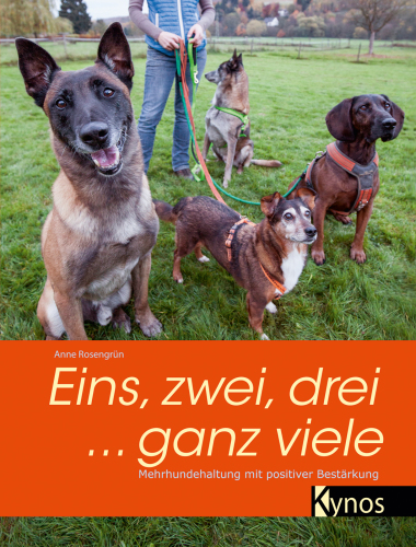 Eins, zwei, drei … ganz viele: Mehrhundehaltung mit positiver Bestärkung