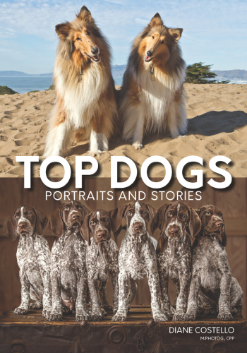 Top dogs: portraits and stories