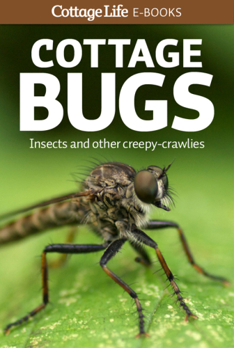 Cottage bugs: insects and other creepy-crawlies