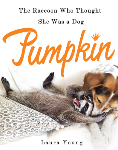 Pumpkin--The Raccoon Who Thought She Was a Dog