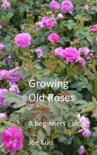GROWING OLD ROSES: A beginners Guide