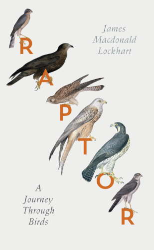 Raptor: a Journey through Birds