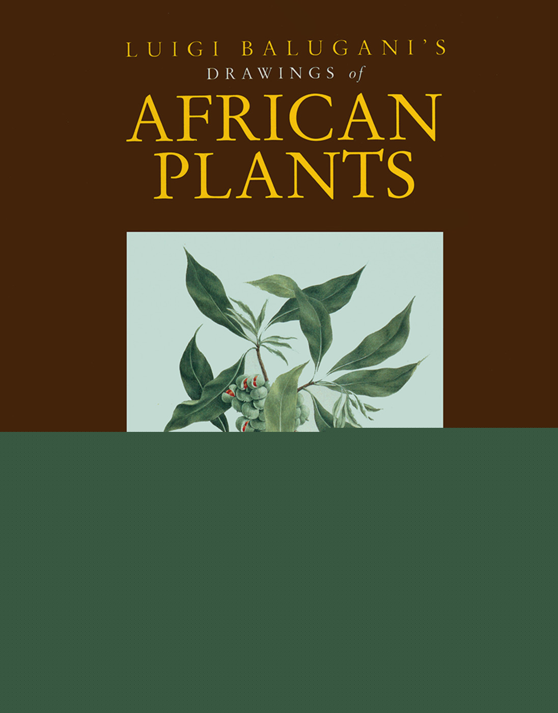 Luigi Balugani's Drawings of African Plants