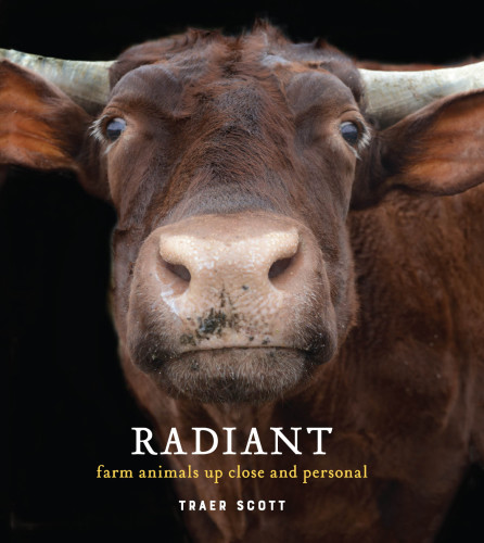Radiant: farm animals up close and personal