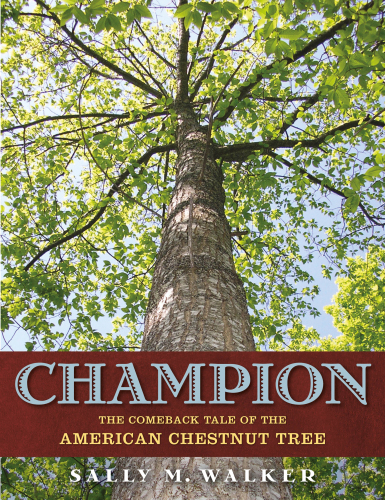 Champion: the comeback tale of the American chestnut tree
