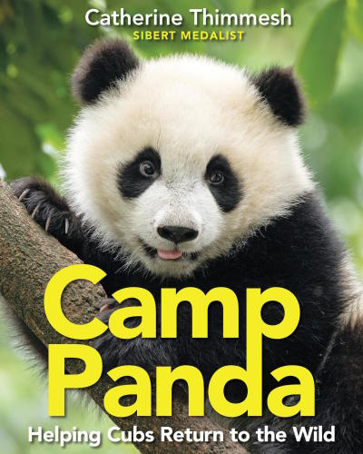 Camp Panda: helping cubs return to the wild
