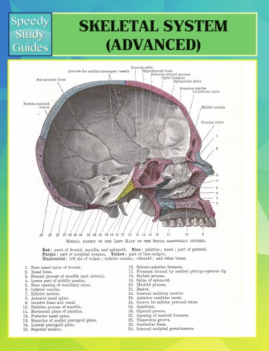 Skeletal System (Advanced)