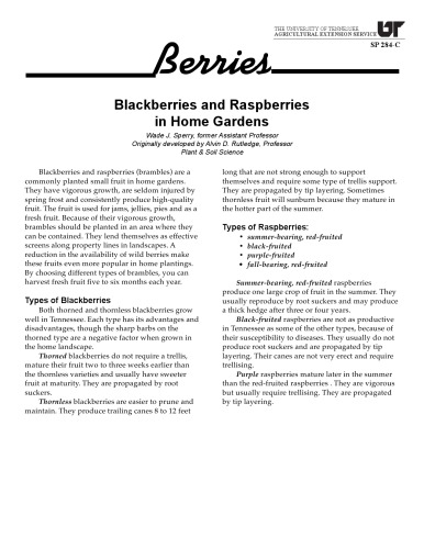 Blackberries and Ras: Berries