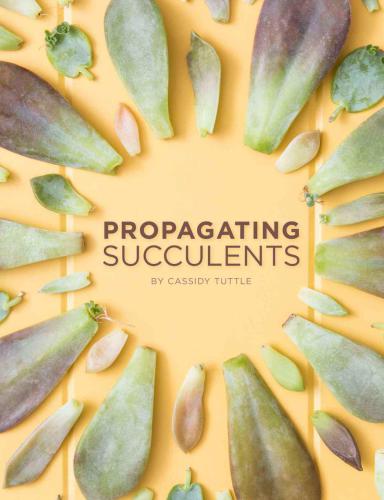 Propagating Succulents: A guide to propagating succulents from leaves and cuttings