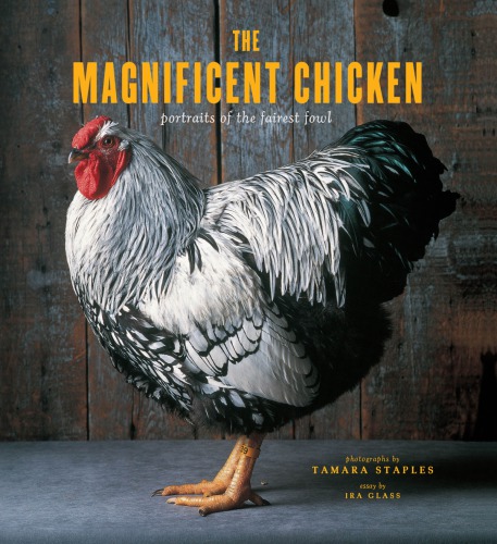 The magnificent chicken: portraits of the fairest fowl