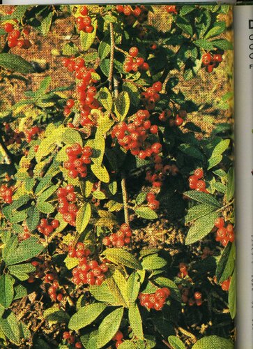 Arboles Y Arbustos De España Iii Pdf