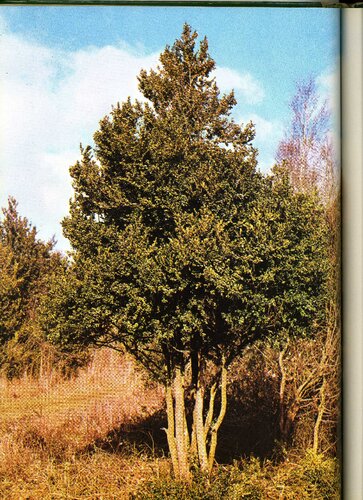 Arboles Y Arbustos De España Iv