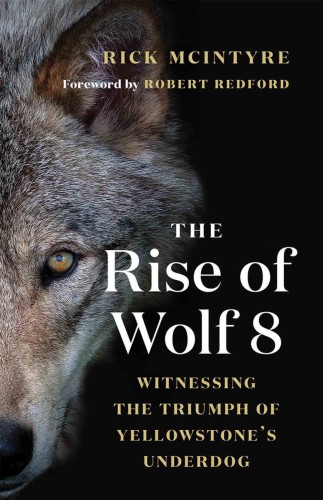 The rise of wolf 8: witnessing the triumph of Yellowstone's underdog