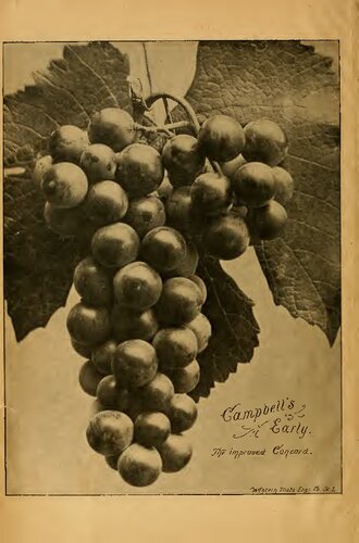 Illustrated Descriptive Catalogue of American Grape Vines; a grape owners' manual by Bush & Son & Meissner