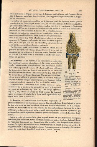 Traite d'anatomie humaine (part 2)