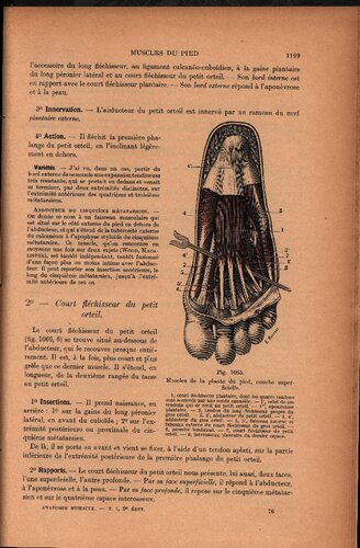 Traite d'anatomie humaine (part 3)