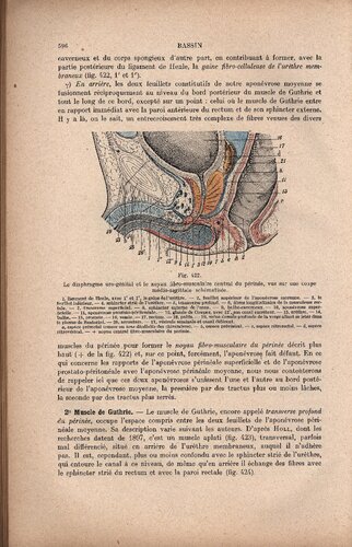 Traite d'anatomie topographique avec applications medico-chirurgicales (part 2)