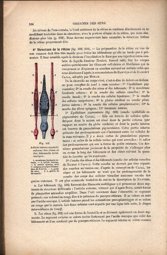 Traite d'anatomie humaine (part 2)