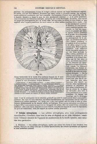 Traite d'anatomie humaine (part 2)