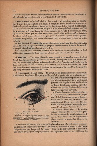 Traite d'anatomie humaine (part 2)