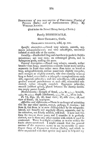 Description of two new species of Cosmarium (Corda) of Penium (Bréb.) and of Arthrodesmus (Ehr.)