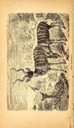 Reise in Nordost-Afrika. Schilderungen aus dem Gebiete der Beni Amer und Habab nebst zoologischen Skizzen und einem Führer für Jagdreisende