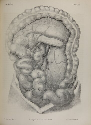 A series of anatomical plates