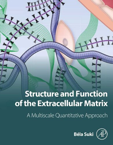 Structure and Function of the Extracellular Matrix: A Multiscale Quantitative Approach