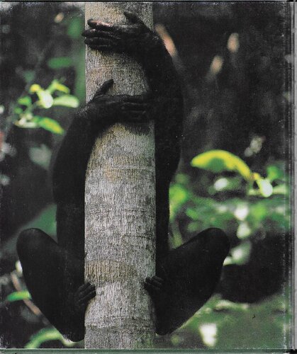 Bonobo: The Forgotten Ape