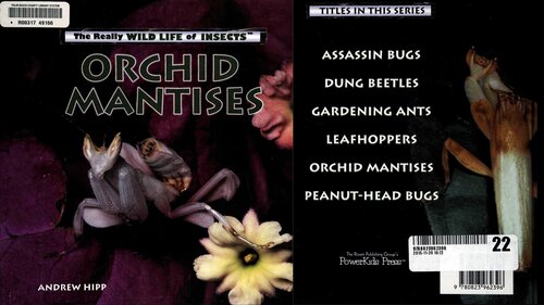 Orchid Mantises